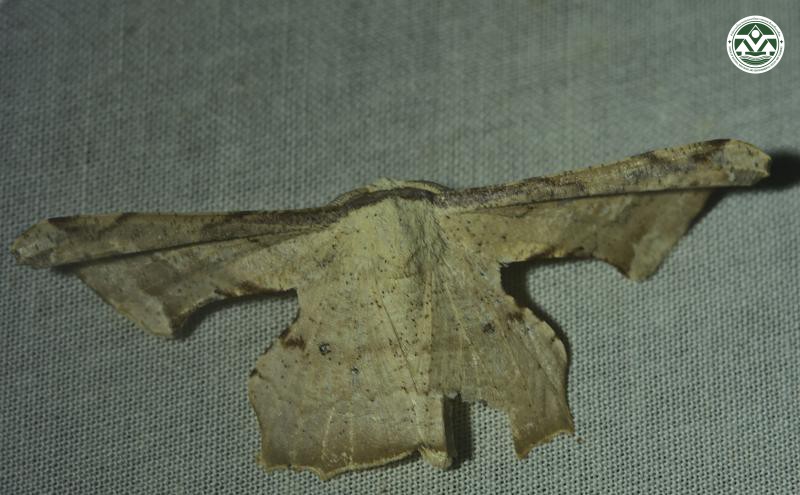Gonodontis pallida
