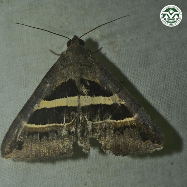 Grammodes geometrica
