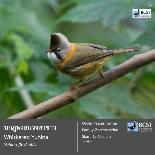 Yuhina flavicollis