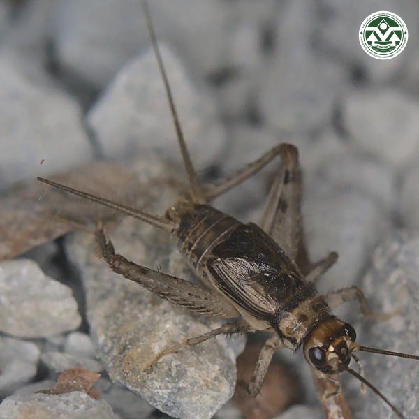 Gryllodes sigillatus