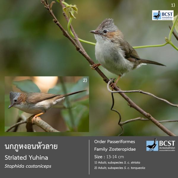 Staphida castaniceps