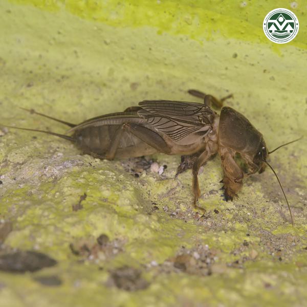 Gryllotalpa orientalis