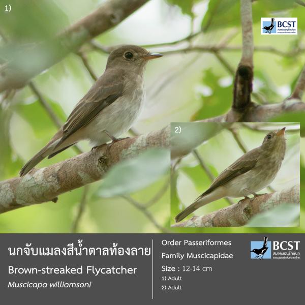 Muscicapa williamsoni