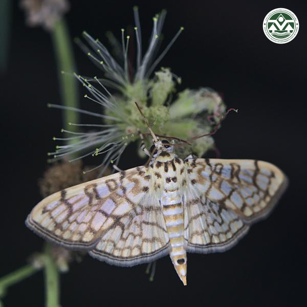 Haritalodes derogata