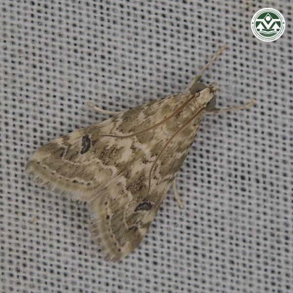 Hellula undalis