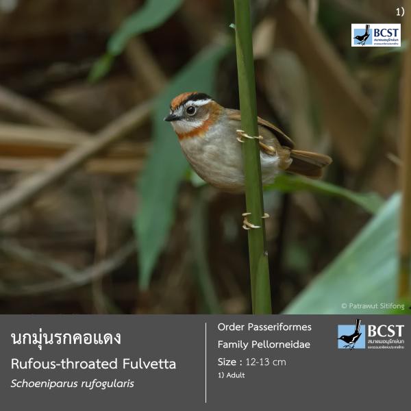 Schoeniparus rufogularis