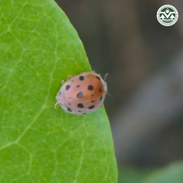 Henosepilachna vigintioctopunctata