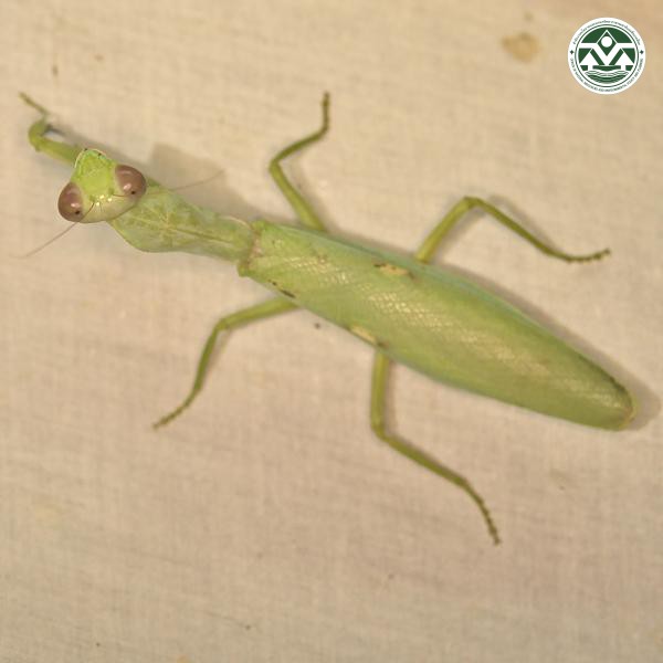 Hierodula patellifera