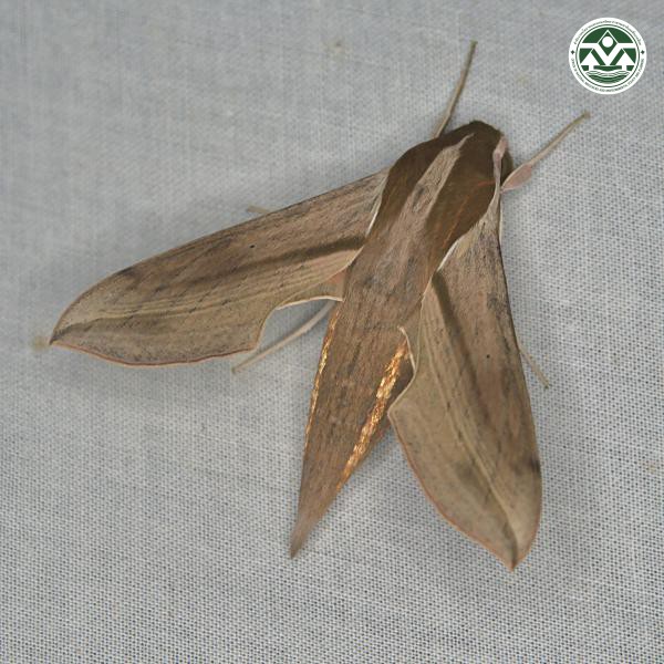 Hippotion boerhaviae