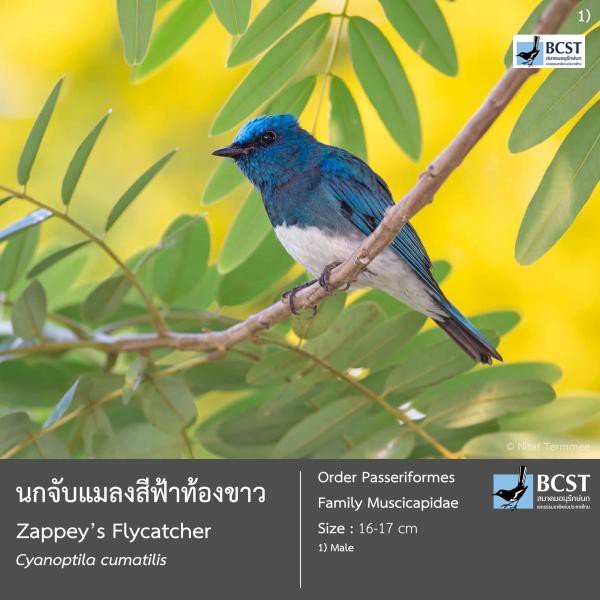 Cyanoptila cumatilis