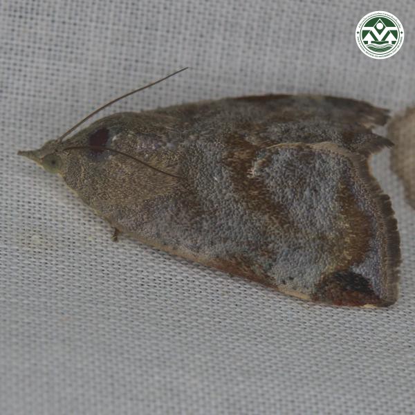 Hyblaea puera
