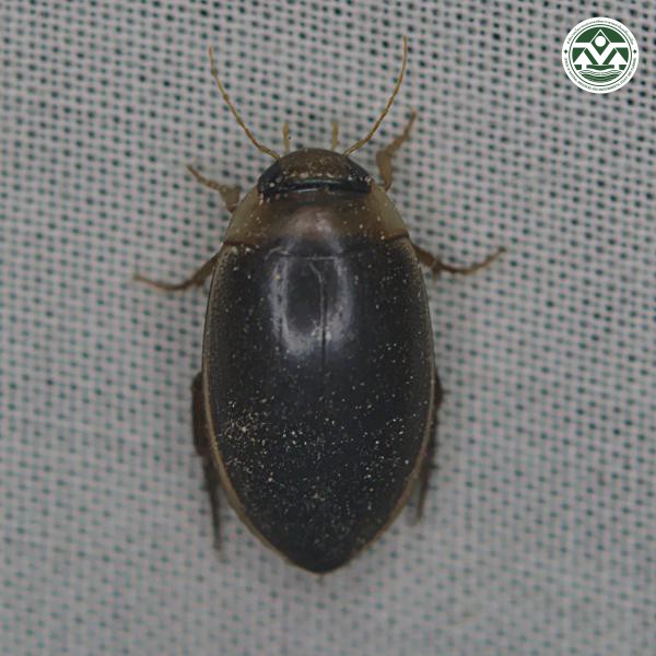 Hydaticus rhantoides