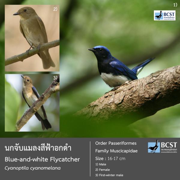 Cyanoptila cyanomelana