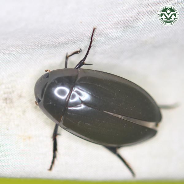 Hydrophilus acuminatus