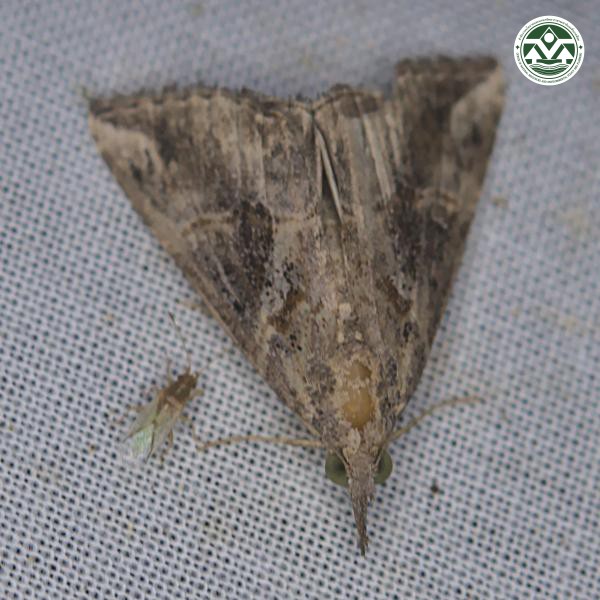 Hypena laceratalis