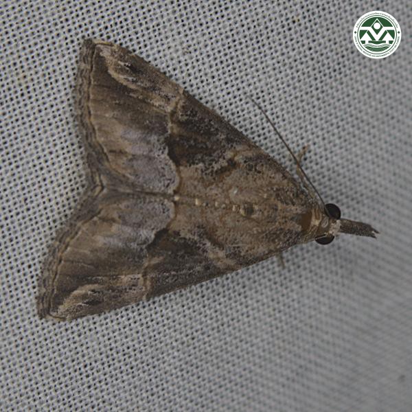 Hypena obesalis