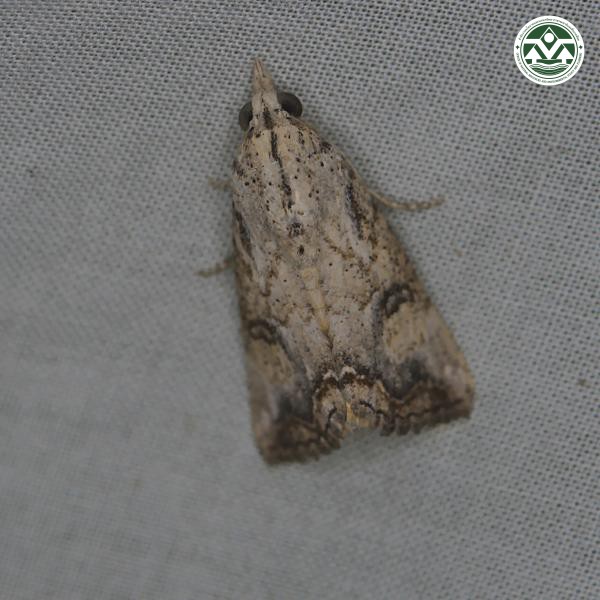 Hypocala rostrata