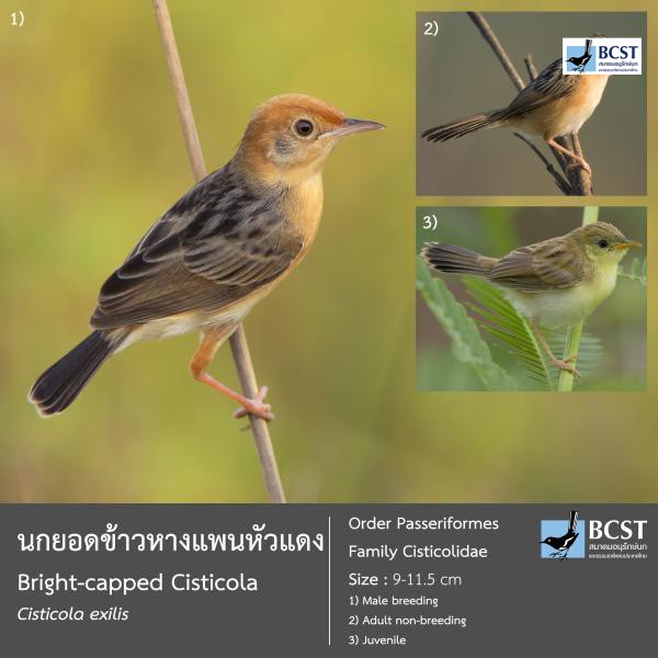 Cisticola exilis
