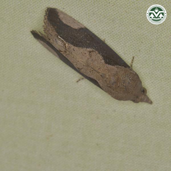 Hypocala subsatura