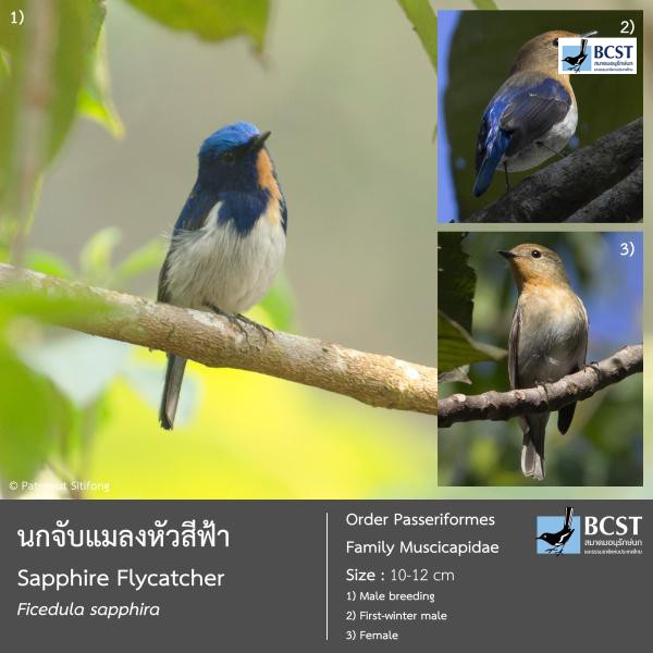 Ficedula sapphira