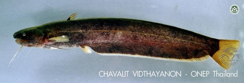 Pterocryptis buccata