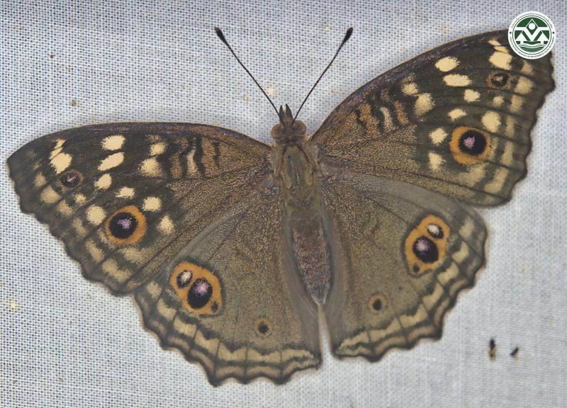 Junonia lemonias