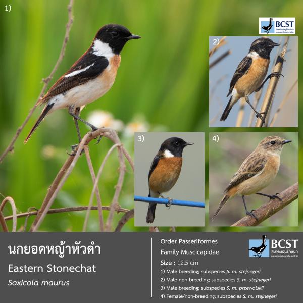 Saxicola stejnegeri