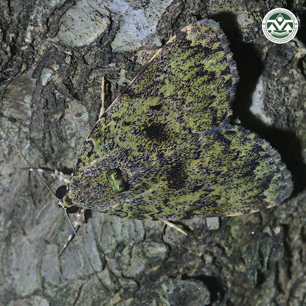 Labanda saturalis