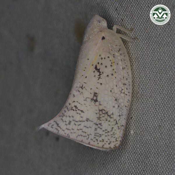 Lawana conspersa