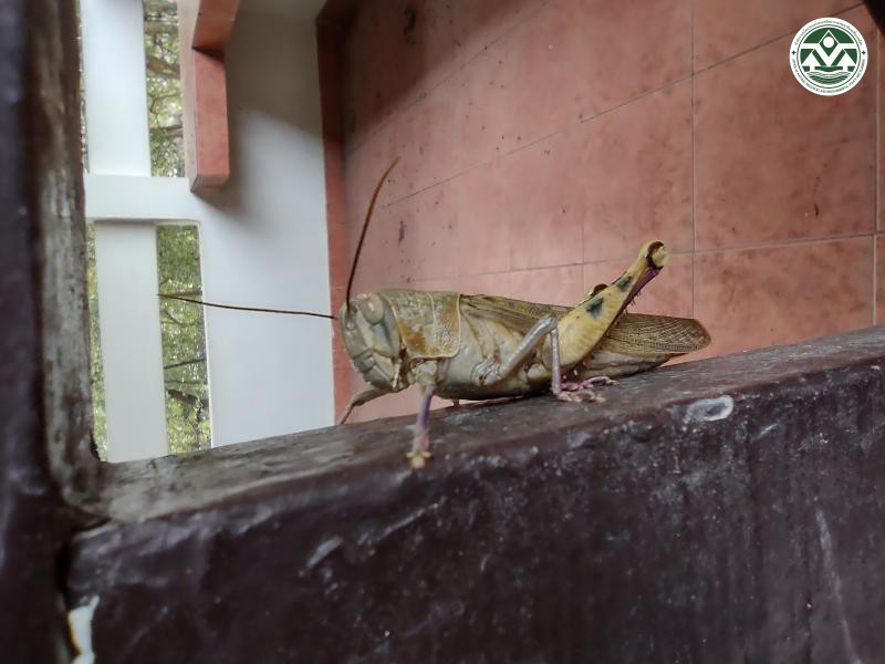 Locusta migratoria