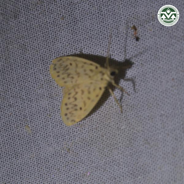 Lyclene obsoleta