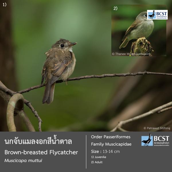Muscicapa muttui
