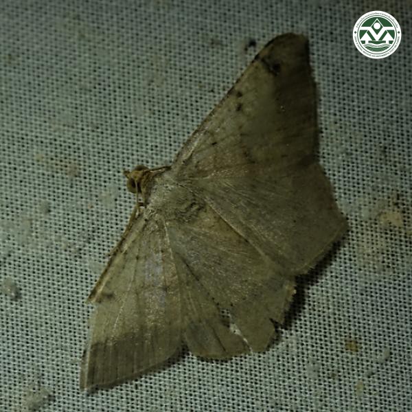 Macaria abydata