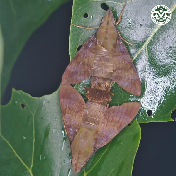 Macroglossum corythus