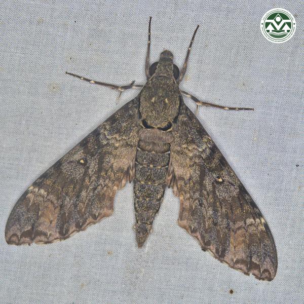 Meganoton nyctiphanes