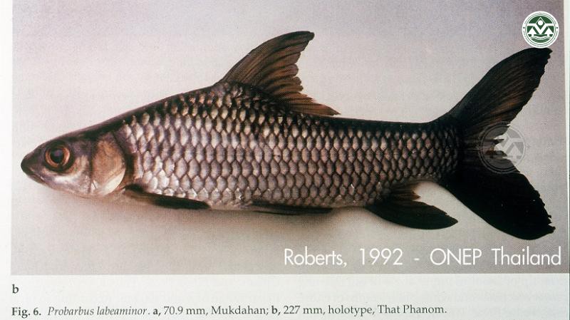 Probarbus labeaminor