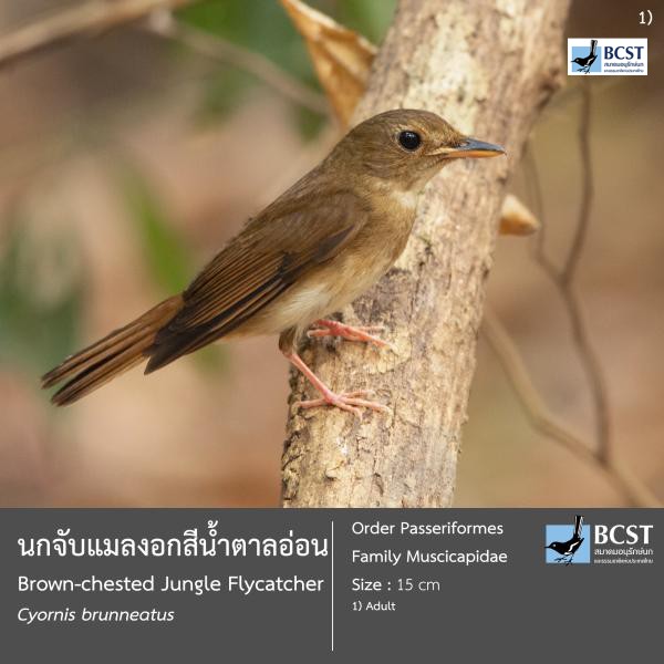 Cyornis brunneatus