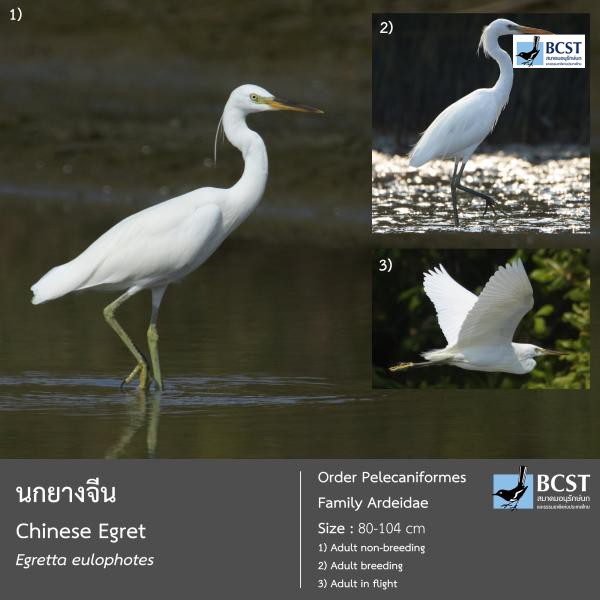 Egretta eulophotes