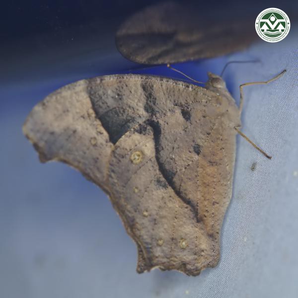 Melanitis leda