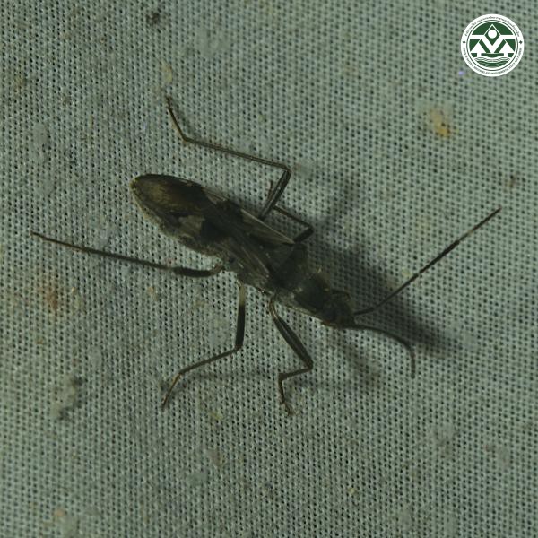 Metochus uniguttatus