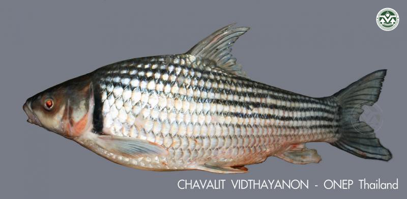 Probarbus labeamajor