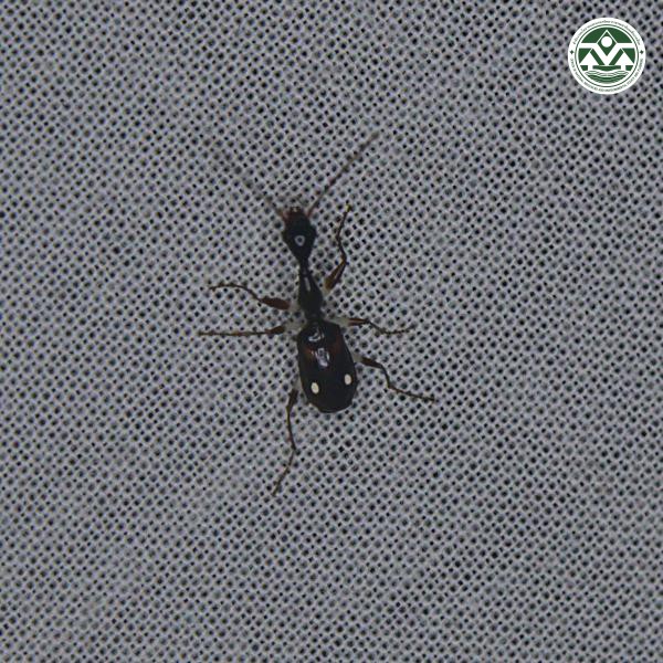 Mimocolliuris insulana