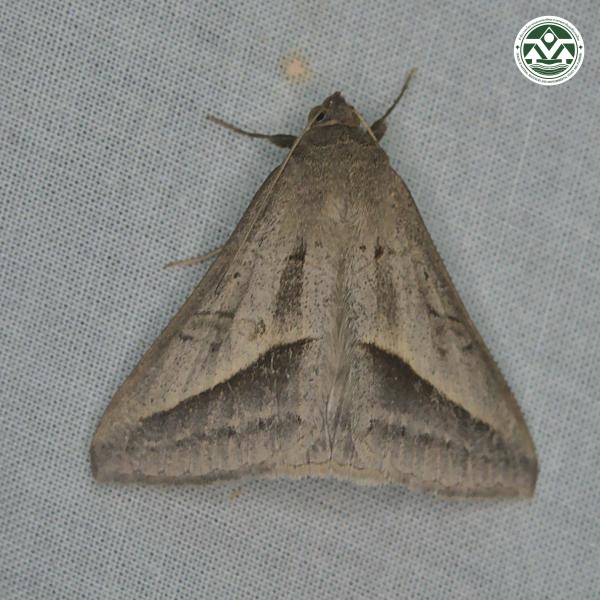 Mocis frugalis