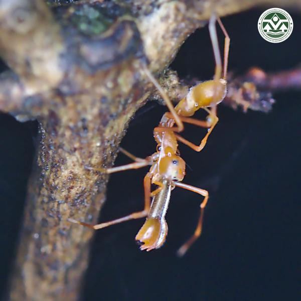 Myrmaplata plataleoides