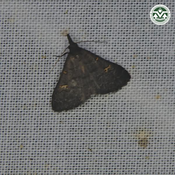 Naarda xanthonephra