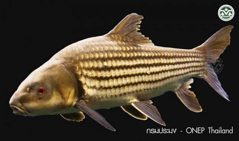 Probarbus jullieni