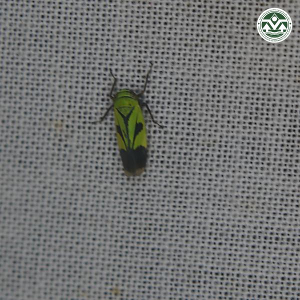 Nephotettix nigropictus