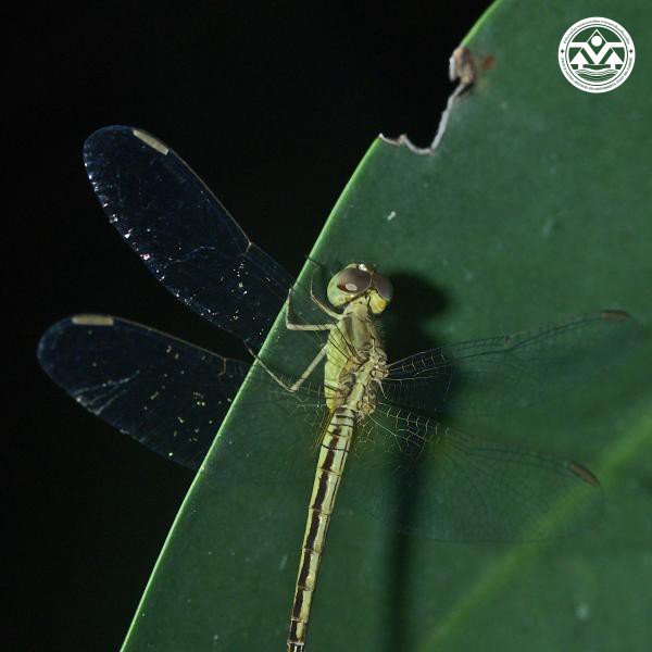 Neurothemis intermedia