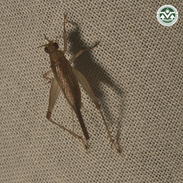 Nisitrus vittatus