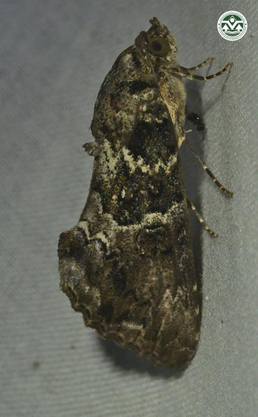 Odontodes aleuca